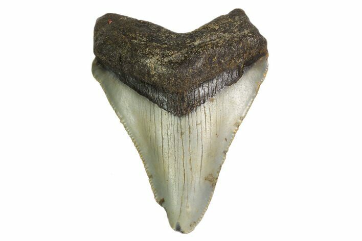 Serrated, Juvenile Megalodon Tooth - North Carolina #160492